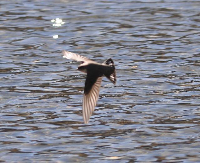 eurasian crag martin